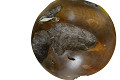 ID21-L-Brown-2
